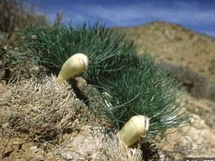 Gethyllis Species, Koekmakranka