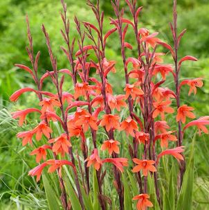 Orange Bugle Lily