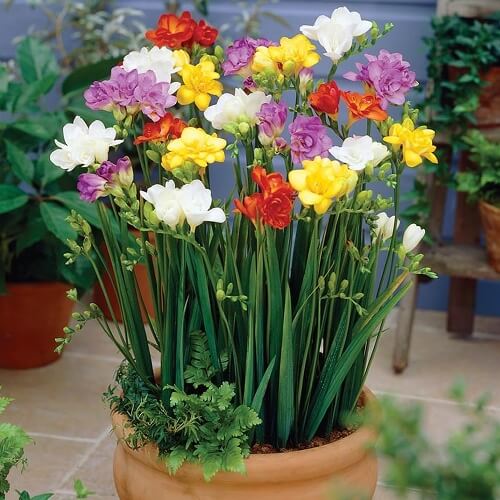 Freesia Hybrid