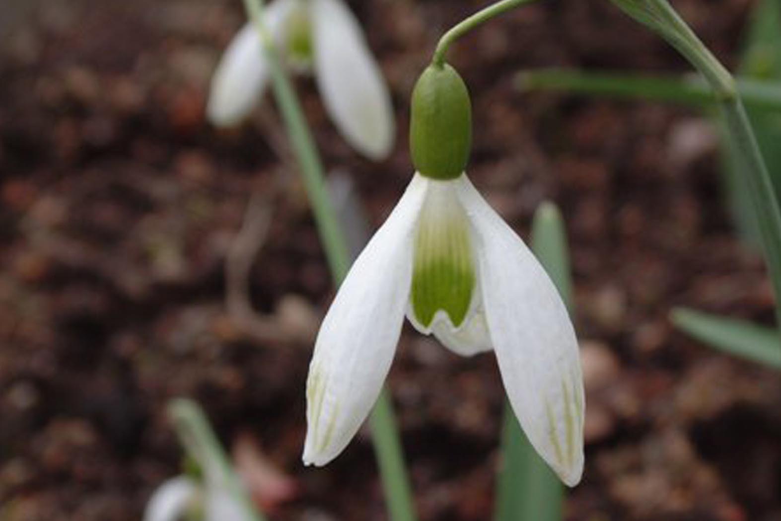 Snowdrop Kildare