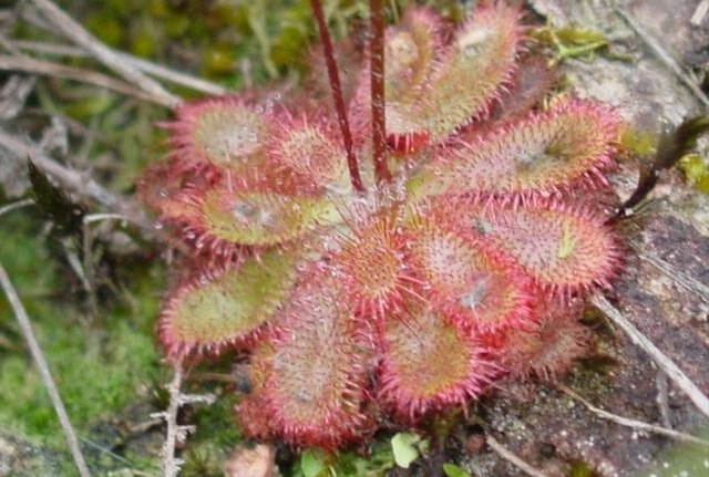 Sundew Drosera montana