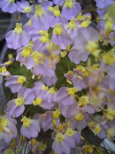 Utricularia Species, Bladderwort Utricularia bisquamata