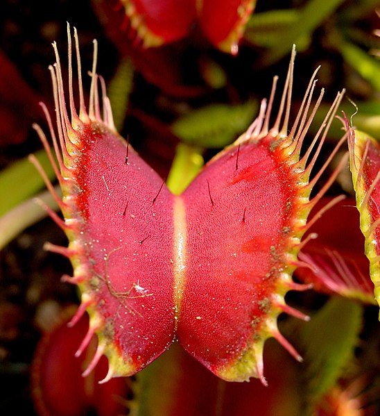 Venus Flytrap Dente