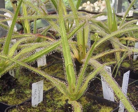 Drosera Species, Sundew Drosera regia
