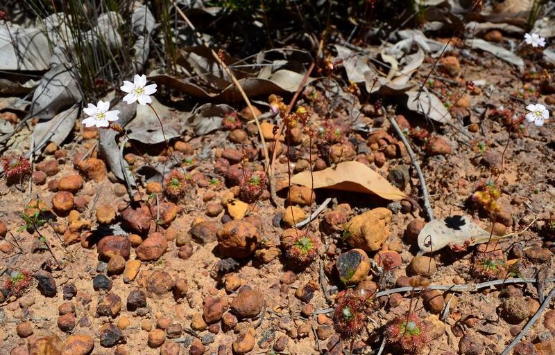 Drosera Species, Sundew Drosera mannii