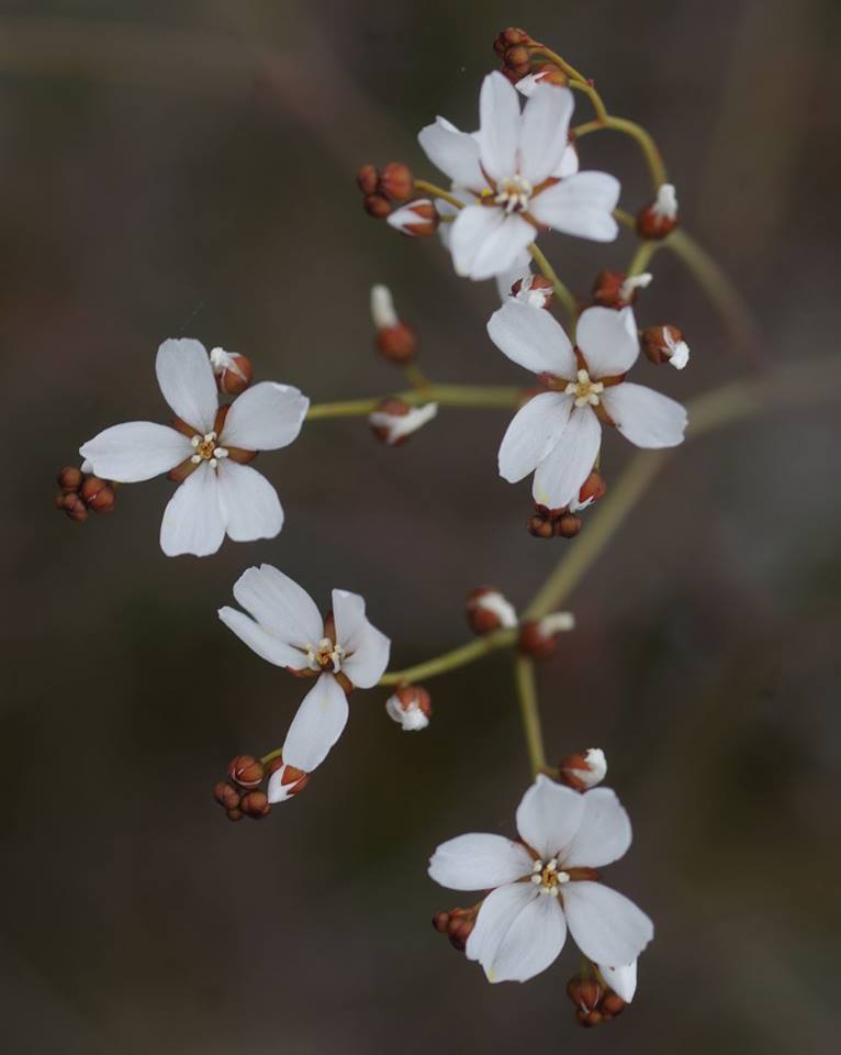 Drosera Species, Sundew Drosera gigantea