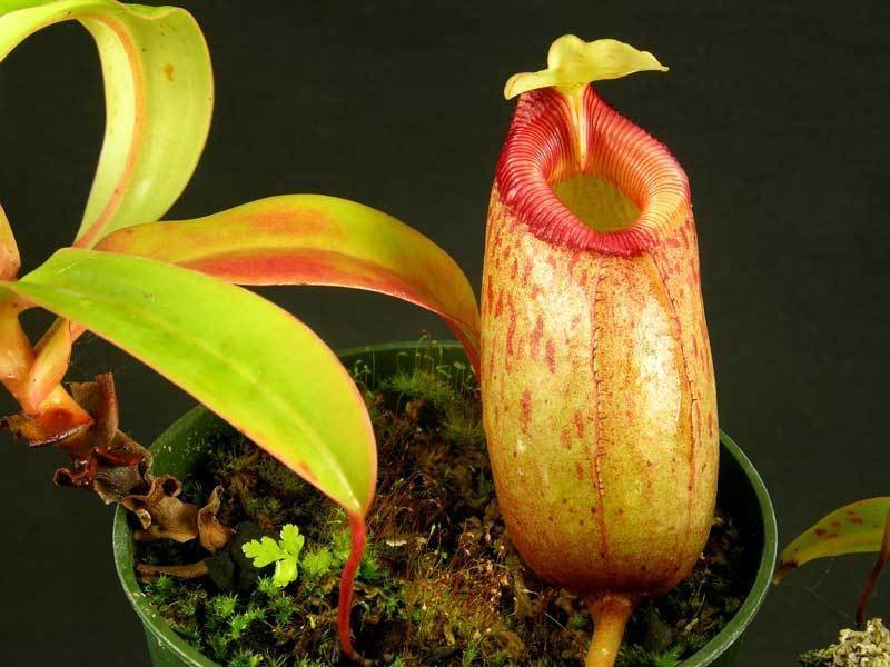 Nepenthes Species, Pitcher Plant Nepenthes sibuyanensis
