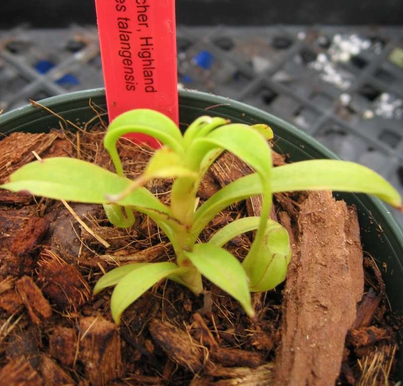 Nepenthes Species, Pitcher Plant Nepenthes talangensis