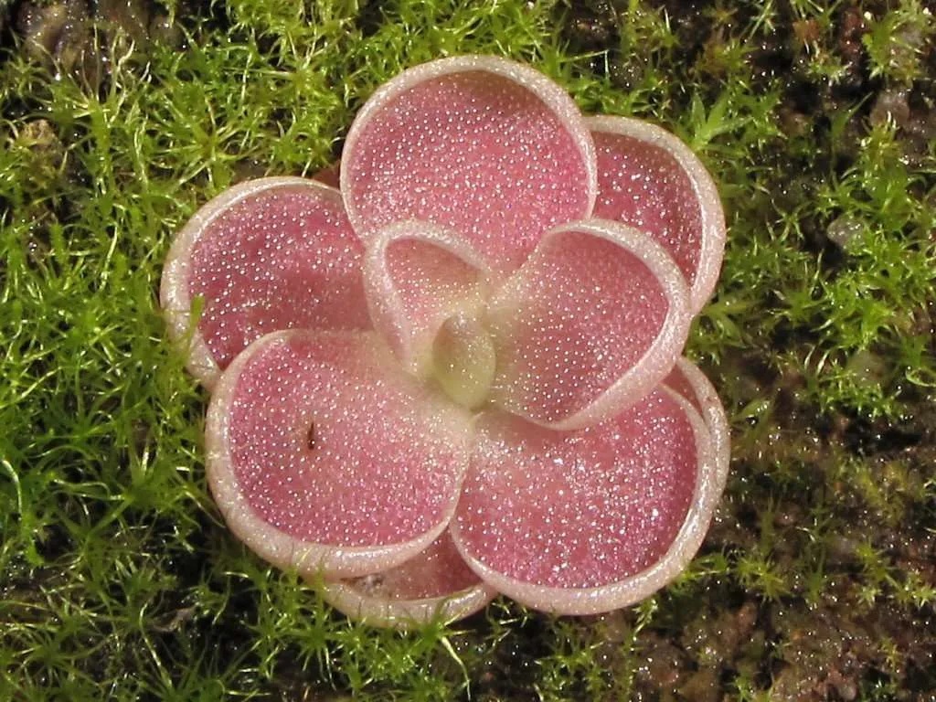Pinguicula Species, Butterwort