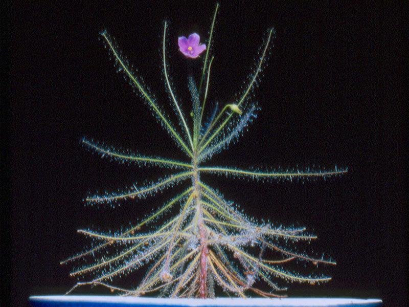 Byblis Species, Rainbow Plant