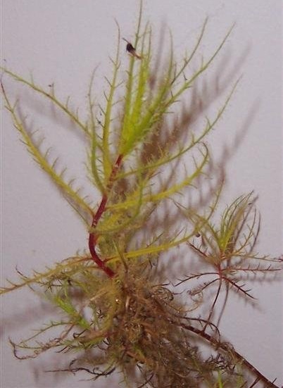 Bug Plant Roridula dentata