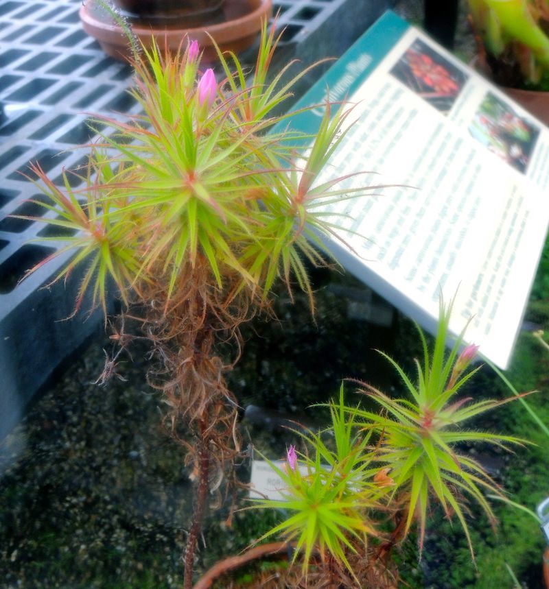 Bug Plant Roridula gorgonias