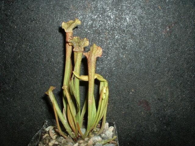 Sarracenia, Pitcher Plant Judith Hindle