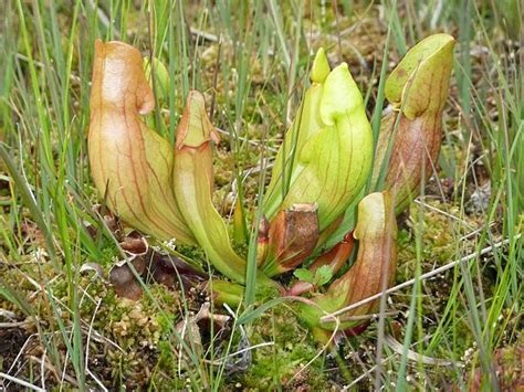 Sarracenia, Pitcher Plant Bug Pipes