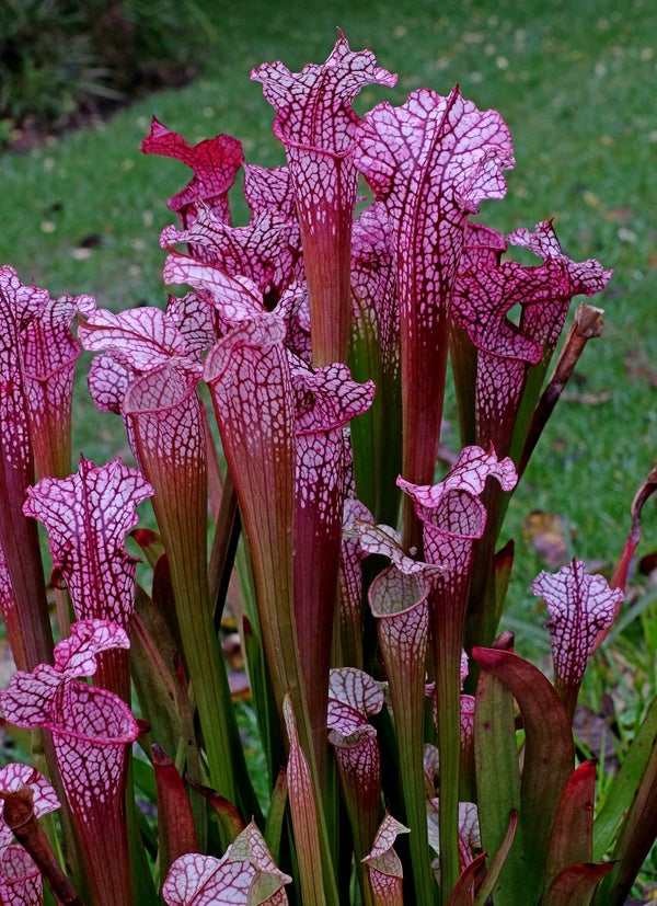 Sarracenia, Pitcher Plant Danas Delight