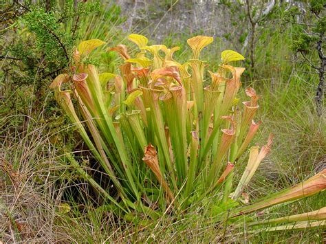 Sarracenia Species, Sweet Pitcher Plant