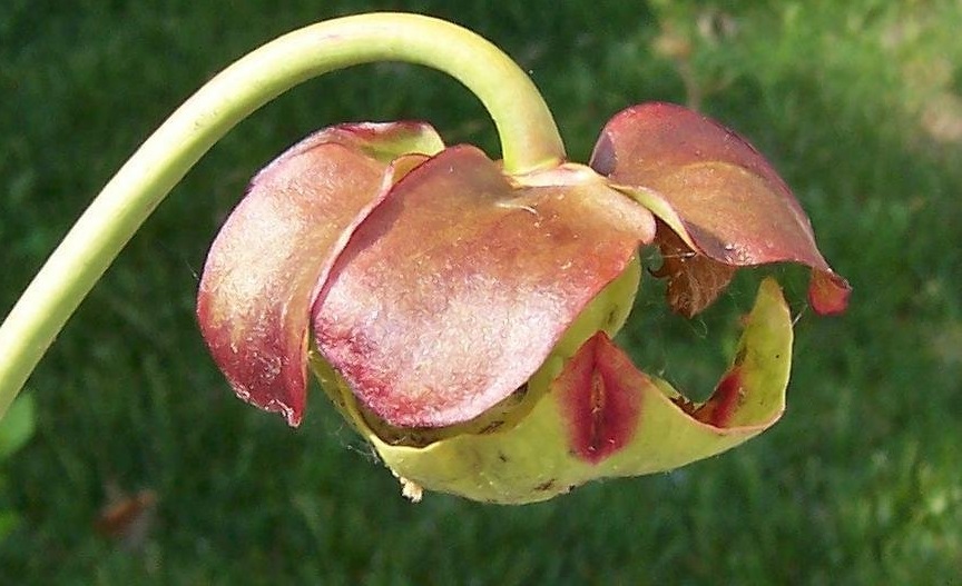 Sarracenia Species, Common Pitcher Plant
