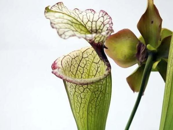 Sarracenia, Pitcher Plant Leah Wilkerson