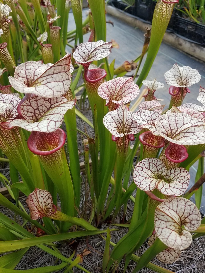Sarracenia, Pitcher Plant Adrian Slack