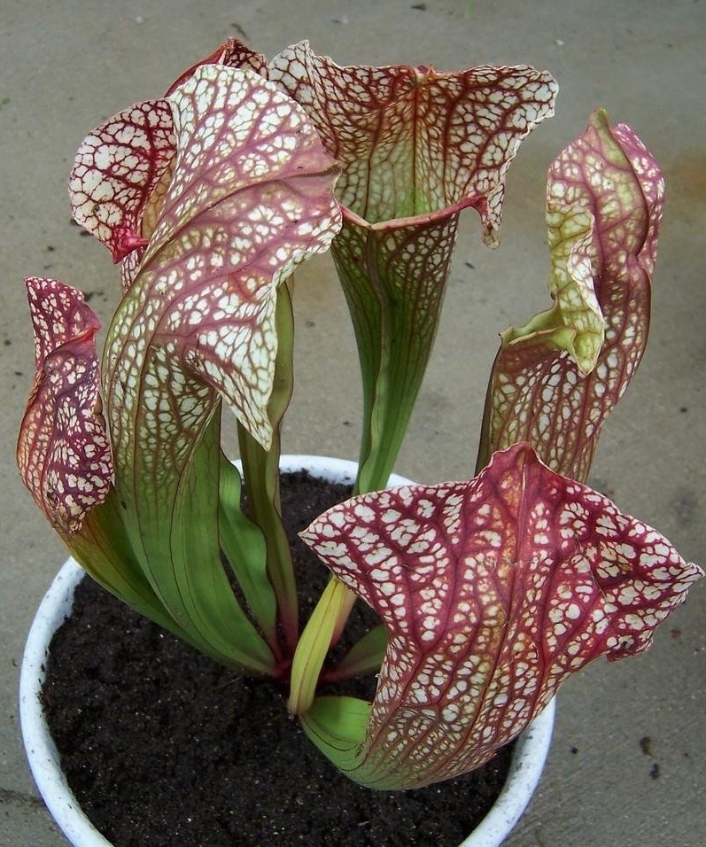 Sarracenia, Pitcher Plant Umflautiana