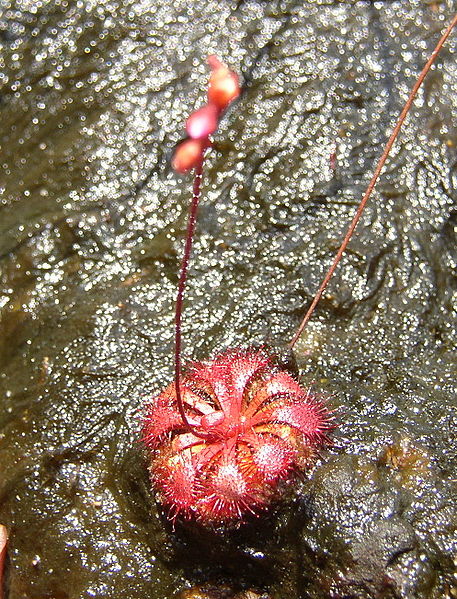 Rosy Sundew