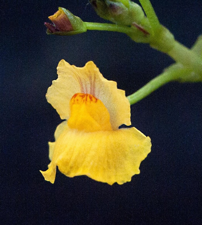 Utricularia Species, Leafy Bladderwort