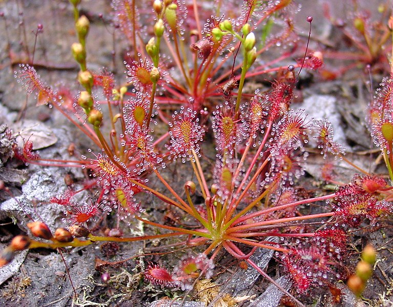 Sundew Cuba