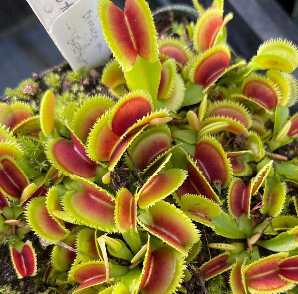 Dionaea, Venus Flytrap Sawtooth