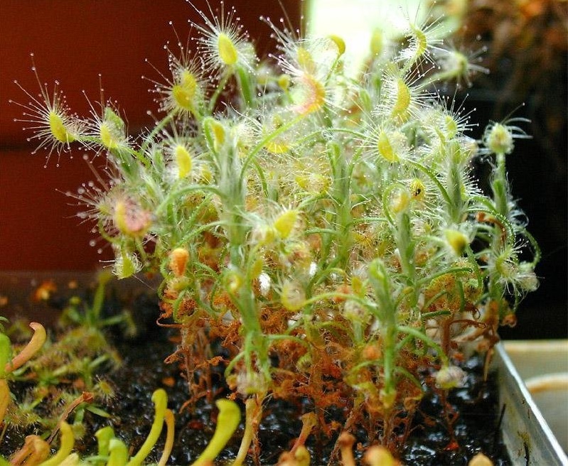Drosera Species, Pygmy Drosera, Sundew