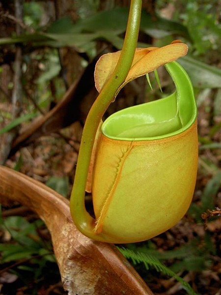 Nepenthes, Pitcher Plant Otten