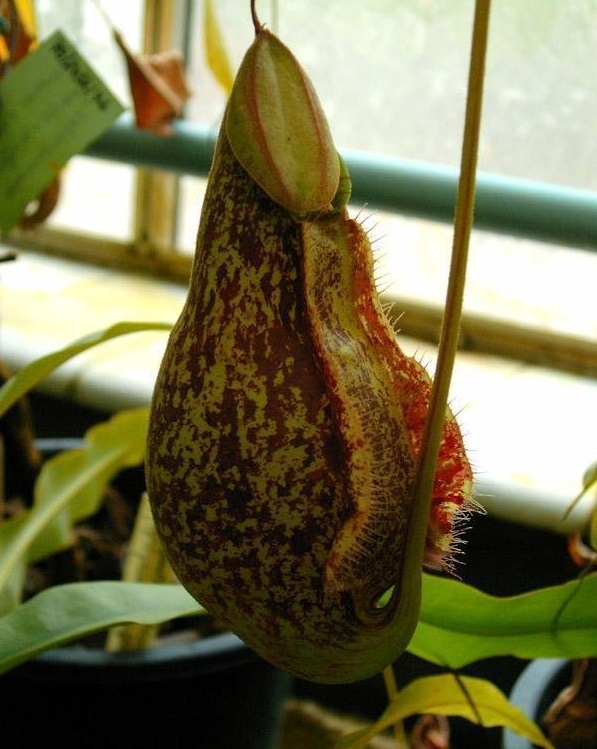 Nepenthes, Pitcher Plant, Hybrid Pitcher Plant