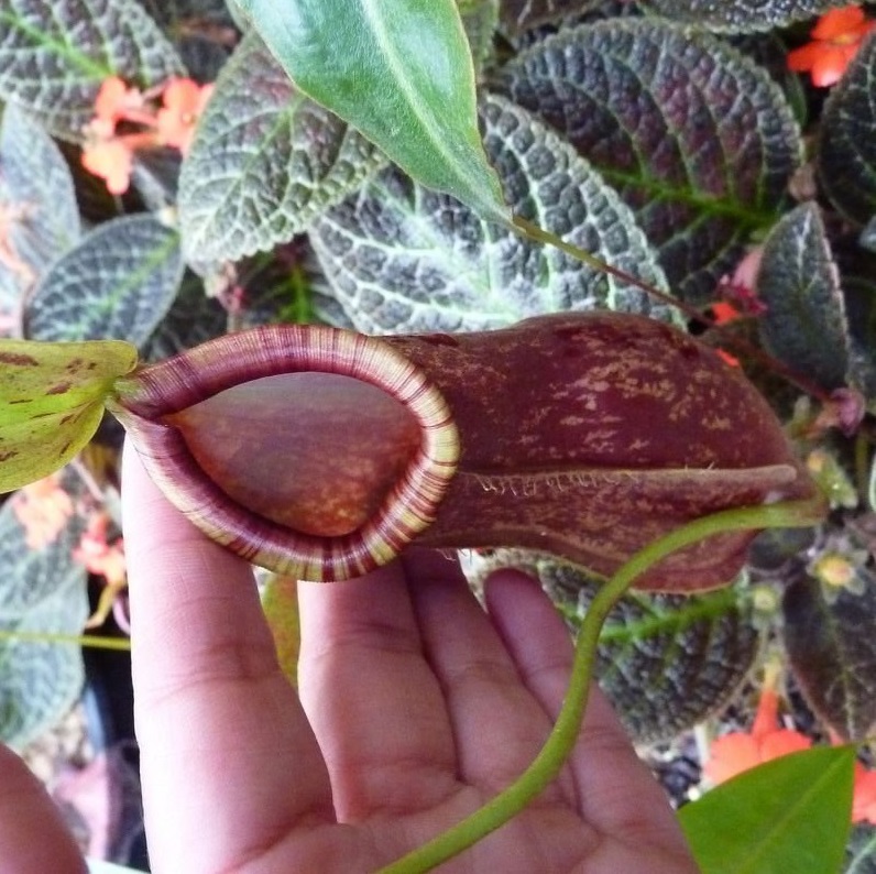Nepenthes Hybrid, Pitcher Plant
