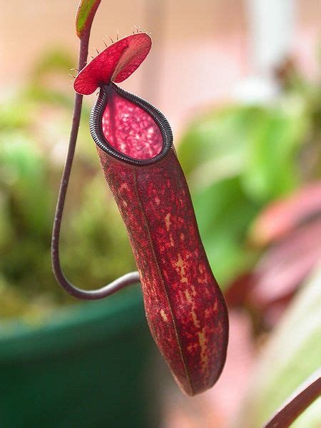 Nepenthes Hybrid, Pitcher Plant Tsujimoto