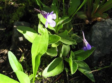 Pinguicula Species, California Butterwort