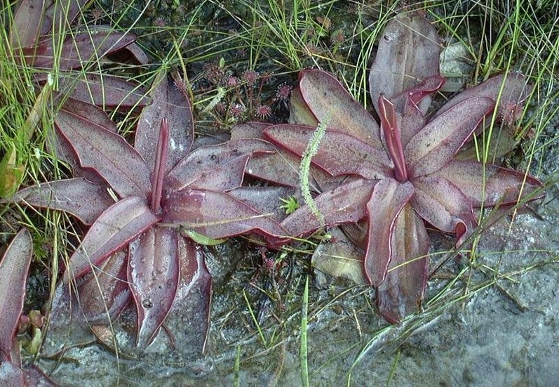 Pinguicula Species, Chapmans Butterwort