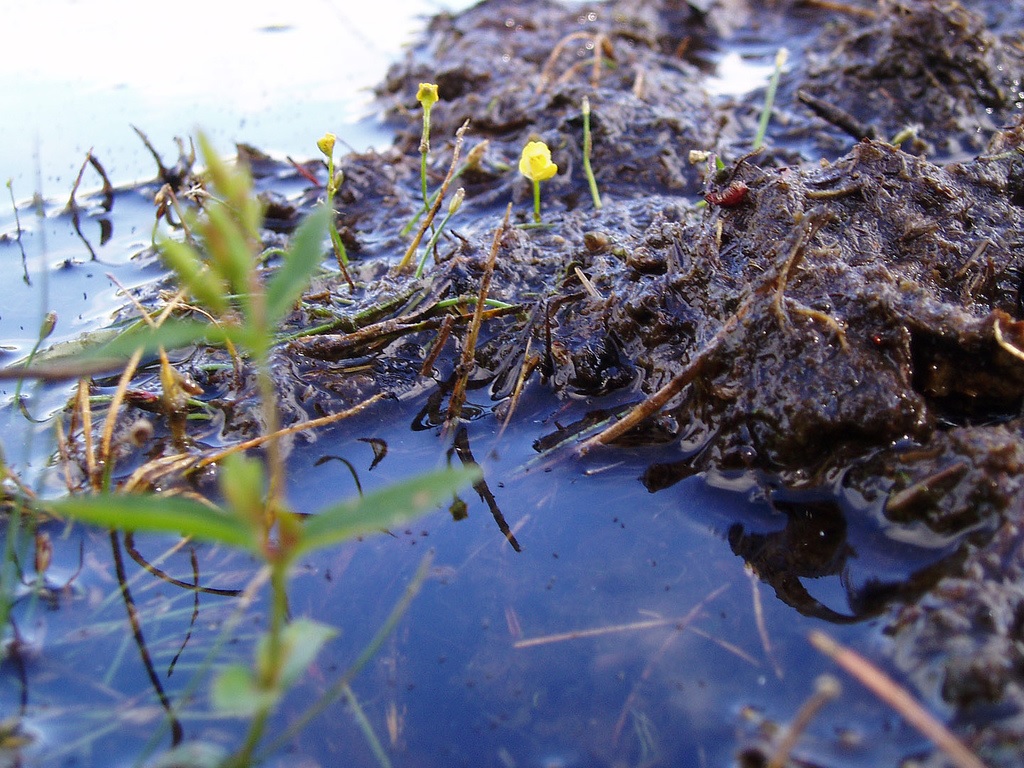 Utricularia Species, Piedmont Bladderwort
