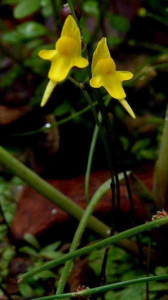 Utricularia Species, Tiny Bladderwort