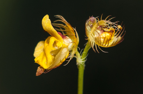 Utricularia Species, Fringed Bladderwort