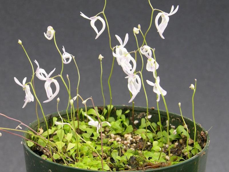 Utricularia Species, Bladderwort Utricularia sandersonii