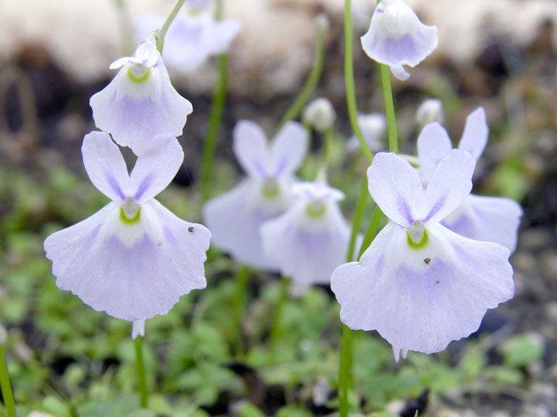 Utricularia, Bladderwort Blue