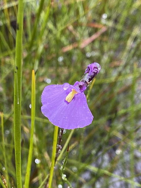 Utricularia Species, Bladderwort, Fairies Aprons