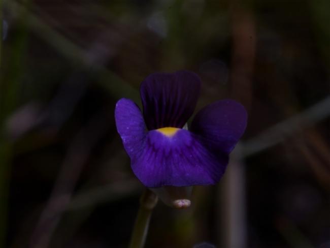 Utricularia Species, Bladderwort Utricularia singeriana