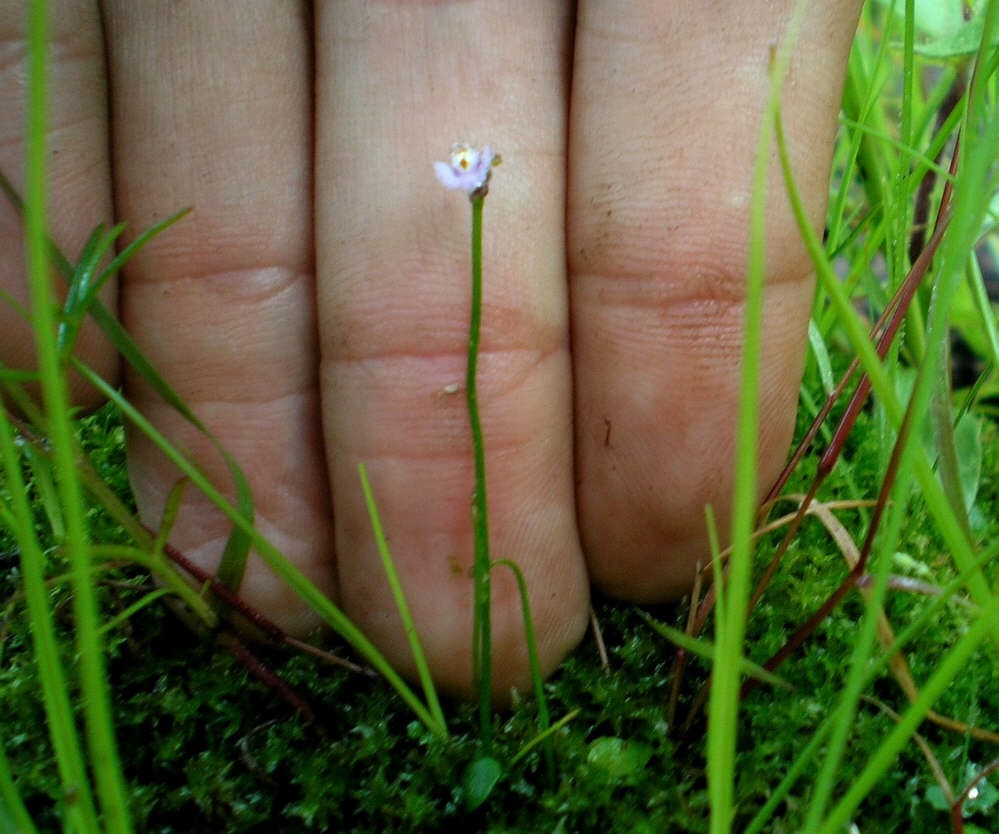Utricularia Species, Bladderwort Utricularia hintonii