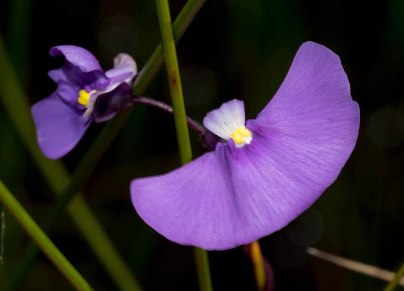 Utricularia Species, Twining Bladderwort