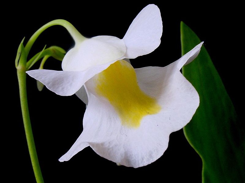 Utricularia Species, Bladderwort Utricularia alpina