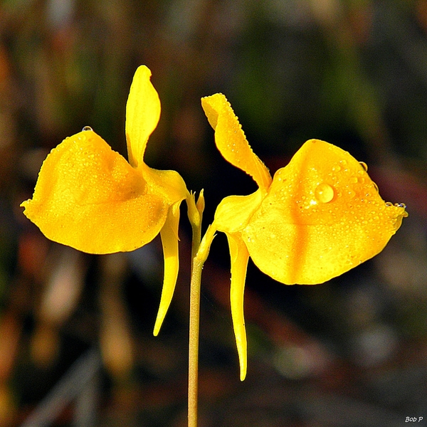 Utricularia Species, Bladderwort Utricularia biovularioides