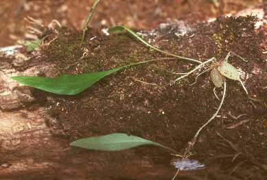Utricularia Species, Bladderwort Utricularia buntingiana