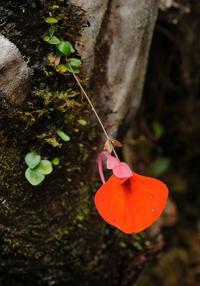 Utricularia Species, Bladderwort Utricularia campbelliana