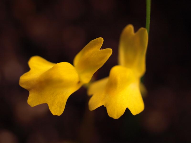 Utricularia Species, Sun Bladderwort