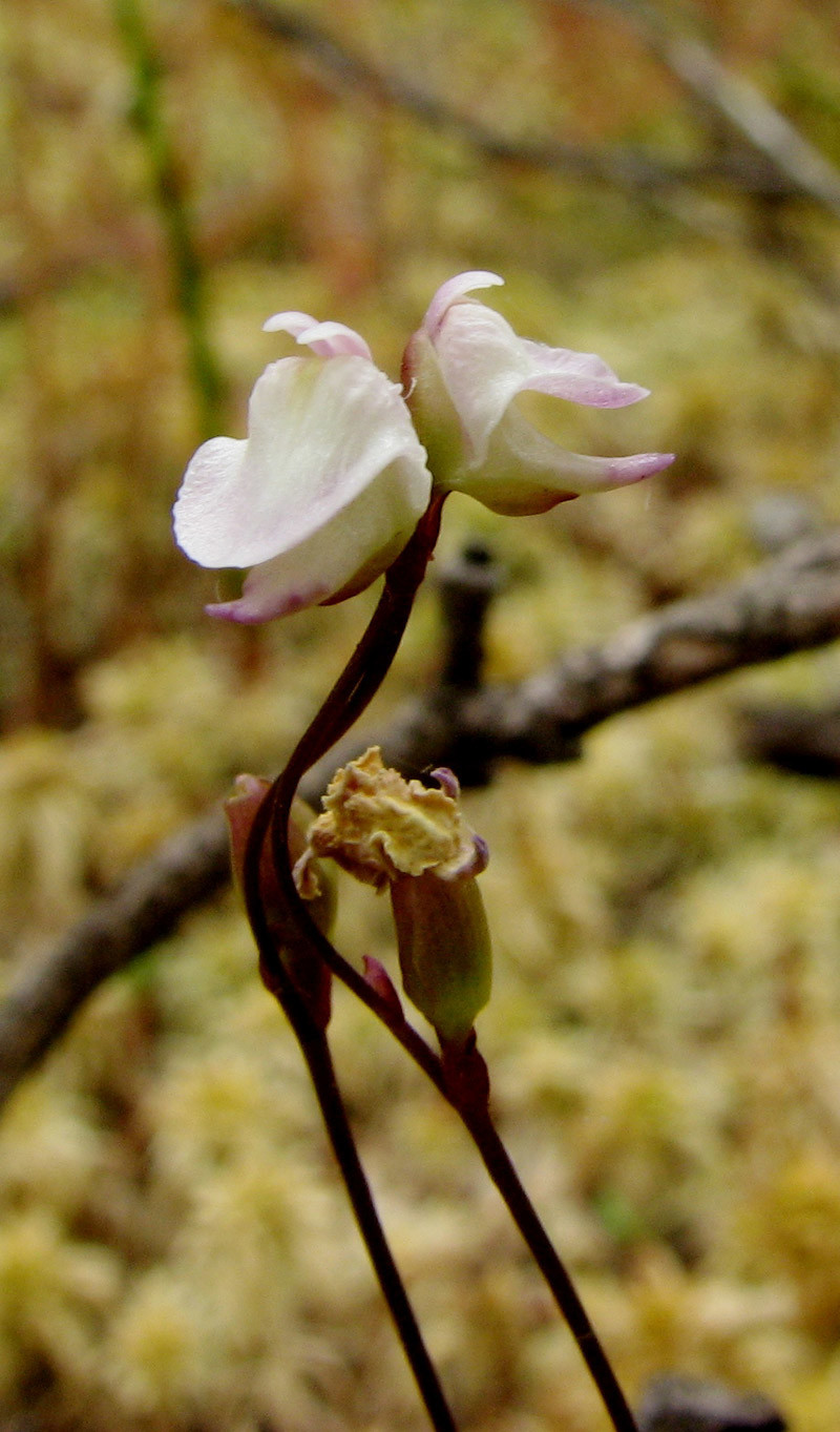 Utricularia Species, Bladderwort Utricularia delicatula